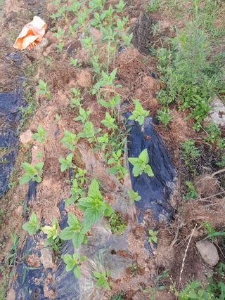 김민수산에서농사중님의 자유주제 · 자유게시판 작성글 사진