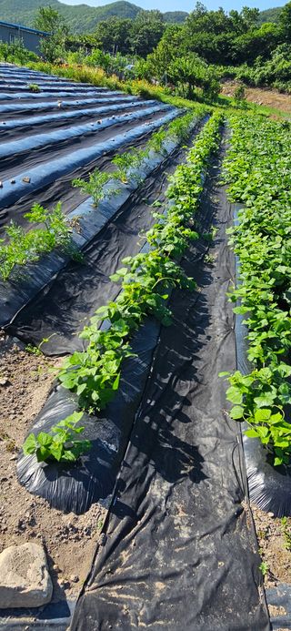 이충식님의 자유주제 · 자유게시판 작성글 사진