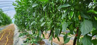 병아리농사꾼님의 자유주제 · 자유게시판 작성글 사진