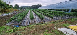 병아리농사꾼님의 자유주제 · 자유게시판 작성글 사진