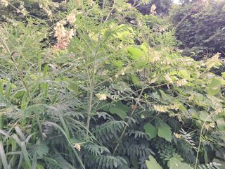 조명희님의 자유주제 · 자유게시판 작성글 사진