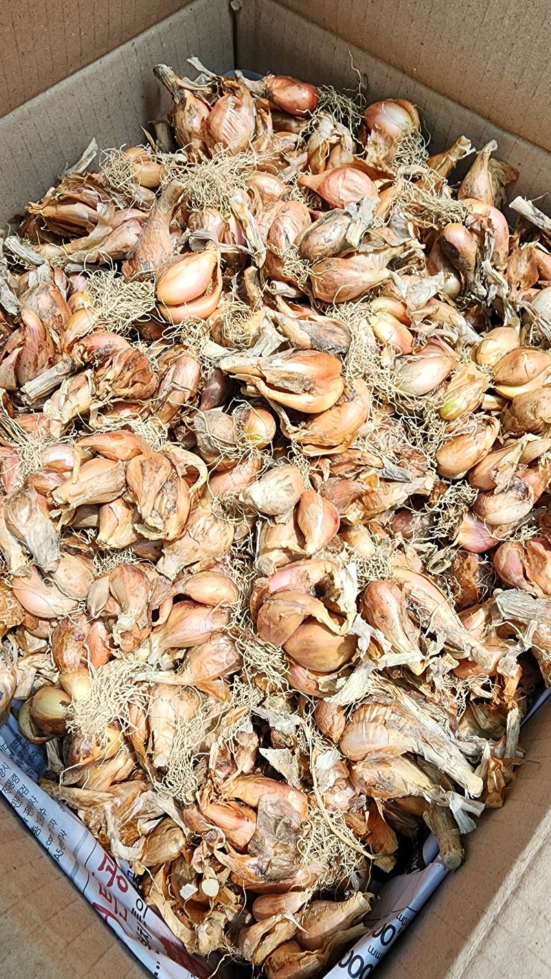 장터 상품 [쪽파 1kg판매완료] 썸네일