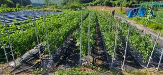 이충식님의 자유주제 · 자유게시판 작성글 사진
