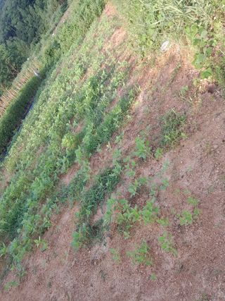 김민수산에서농사중님의 자유주제 · 자유게시판 작성글 사진