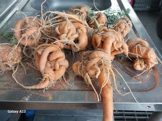 안봉기님의 농사, 무엇이든 물어보세요! · 참여글 작성글 사진