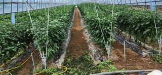 병아리농사꾼님의 자유주제 · 자유게시판 작성글 사진