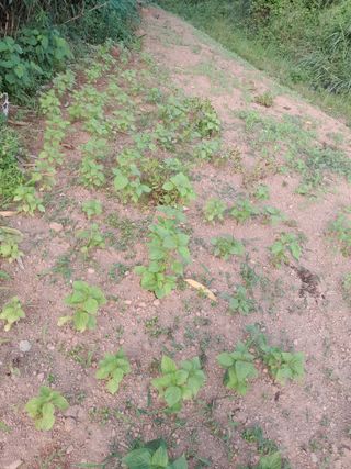 김민수산에서농사중님의 자유주제 · 자유게시판 작성글 사진