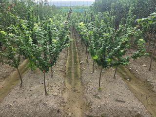 일심묘목농원님의 자유주제 · 자유게시판 작성글 사진