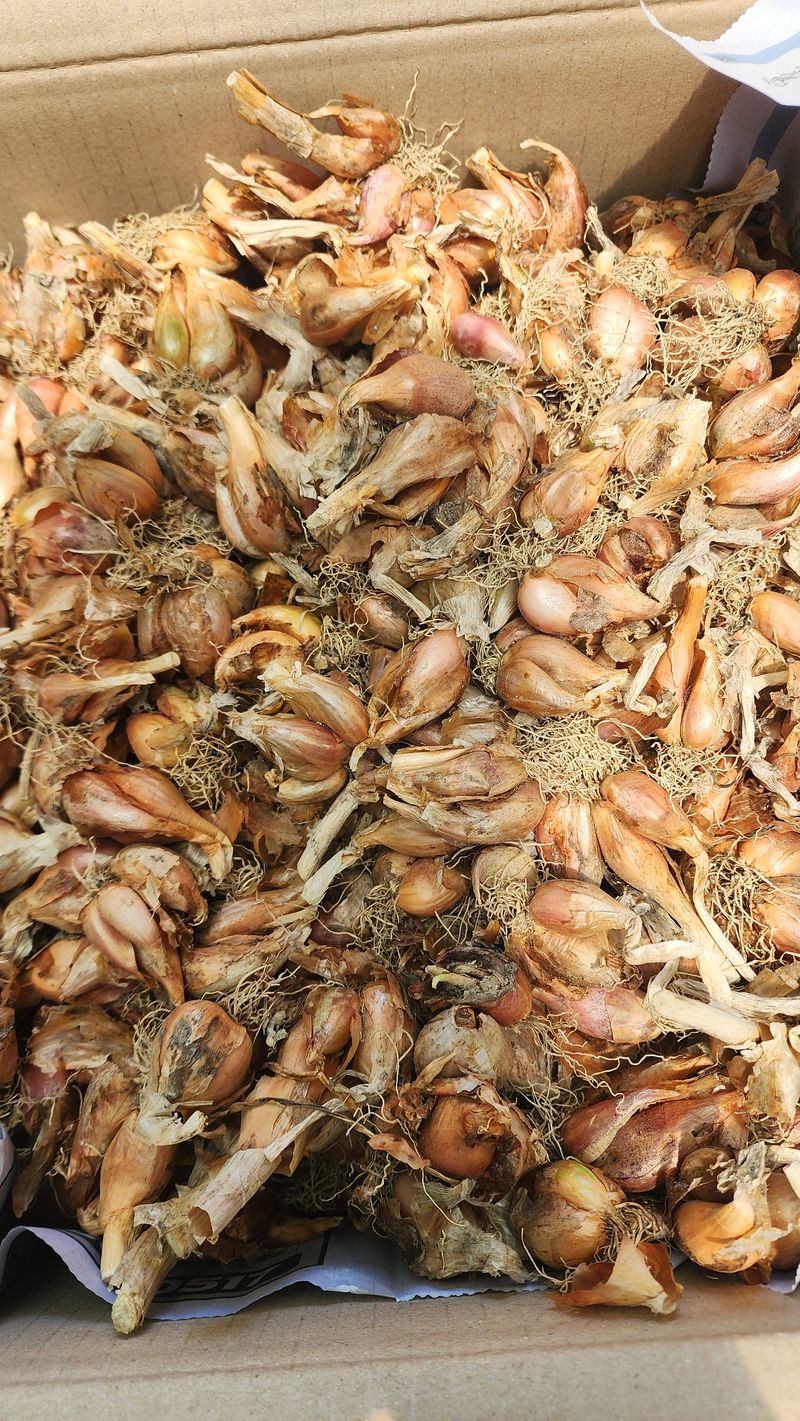 손태겸님의 장터 판매 상품 [쪽파 1kg판매완료] 첨부 사진