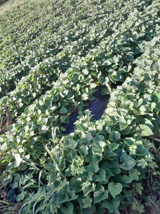 김민수산에서농사중님의 자유주제 · 자유게시판 작성글 사진