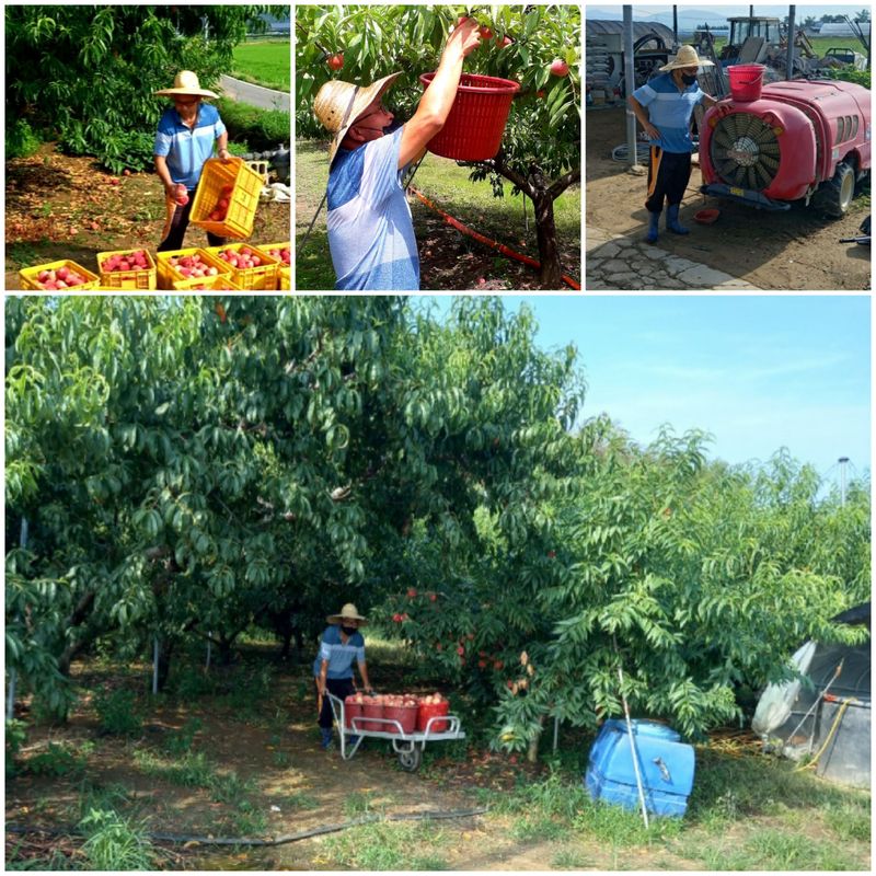 이슬농부농산님의 장터 판매 상품 [[히트상품]복숭아[황도/백도]당도짱4kg] 첨부 사진