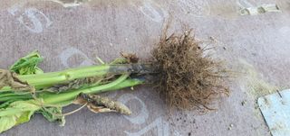 박호성님의 팜모닝 토론방·주제제안 작성글 사진