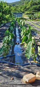 팜모닝 자유주제·자유게시판 게시글 이미지