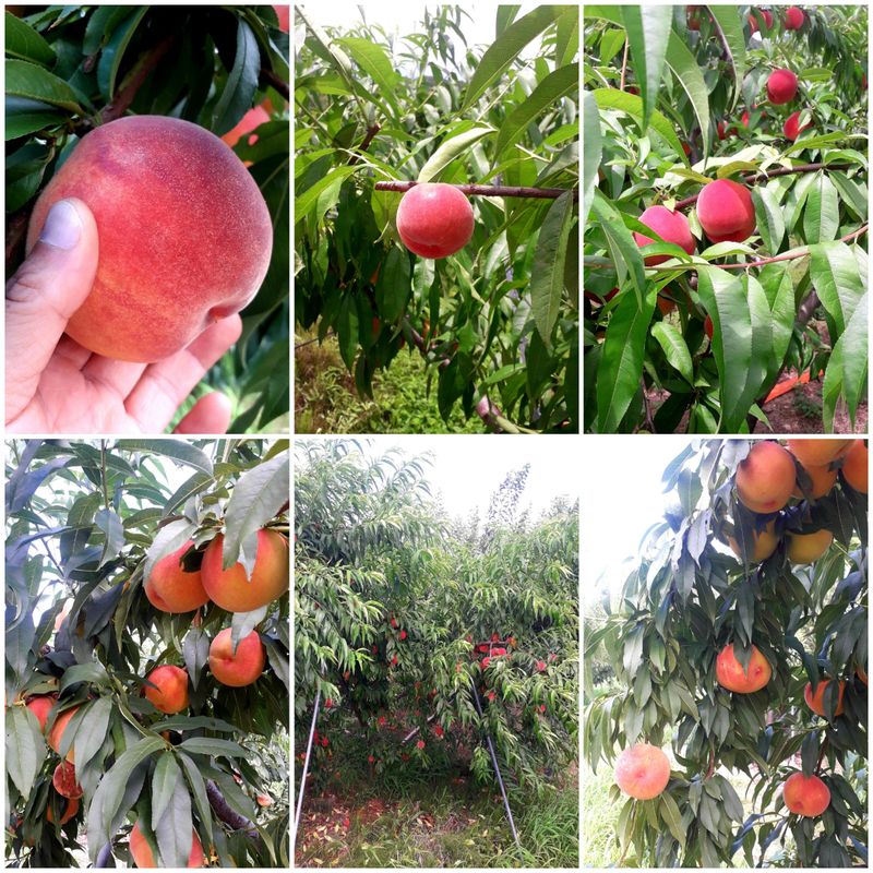 이슬농부농산님의 장터 판매 상품 [[히트상품]복숭아[황도/백도]당도짱4kg] 첨부 사진