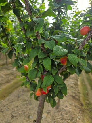 일심묘목농원님의 자유주제 · 자유게시판 작성글 사진