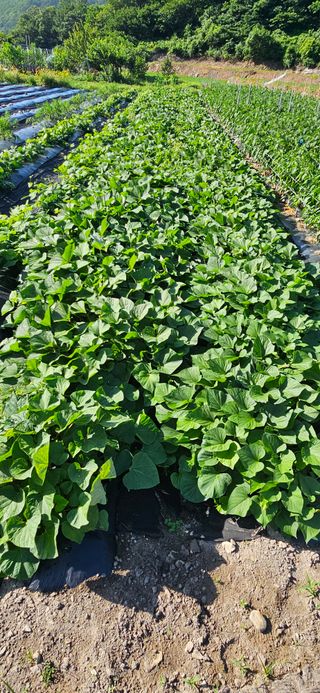 이충식님의 자유주제 · 자유게시판 작성글 사진