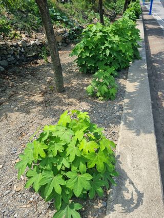 김용대님의 자유주제 · 자유게시판 작성글 사진