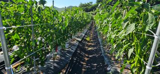 이충식님의 자유주제 · 자유게시판 작성글 사진