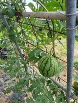 팜모닝 자유주제·자유게시판 게시글 이미지