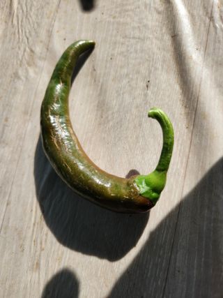 텃밭입문님의 농사, 무엇이든 물어보세요! · 참여글 작성글 사진