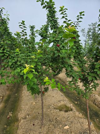 일심묘목농원님의 자유주제 · 자유게시판 작성글 사진