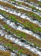 팜모닝 자유주제·자유게시판 게시글 이미지