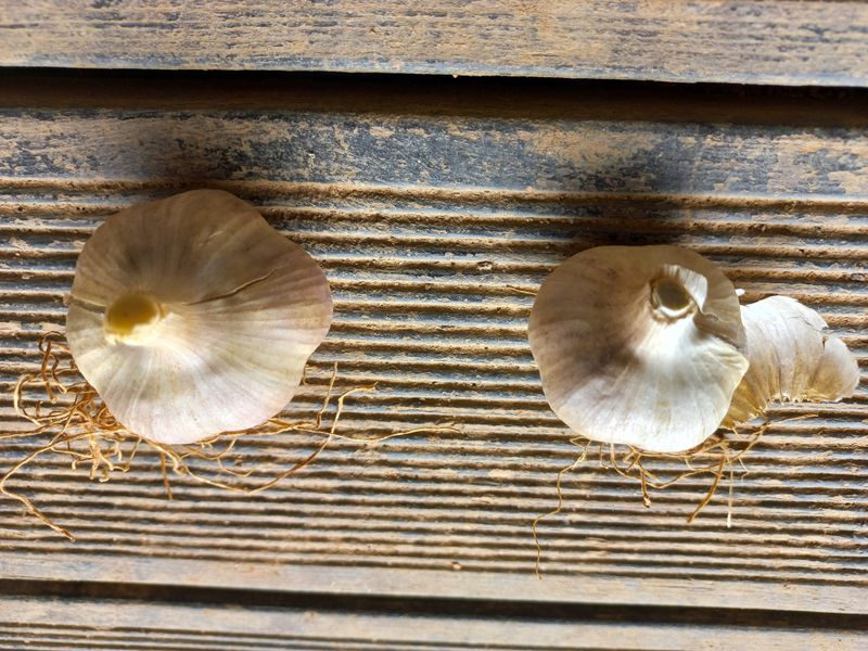 박린님의 장터 판매 상품 [홍산마늘 단구(도야)] 첨부 사진