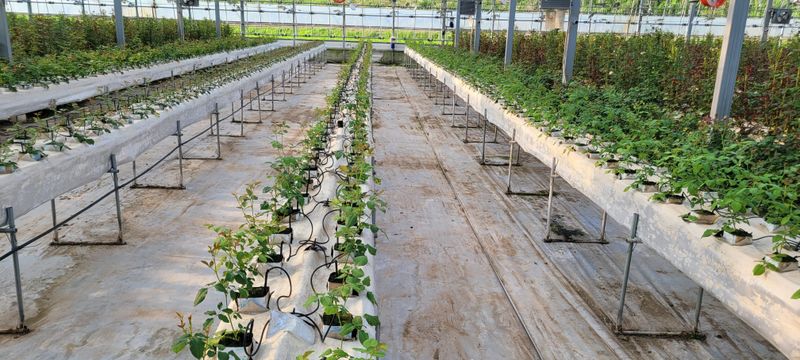 사랑꽃농장님의 장터 판매 상품 [신품) 예쁜 장미묘 1종(4개)] 첨부 사진