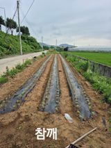 팜모닝 자유주제·자유게시판 게시글 이미지