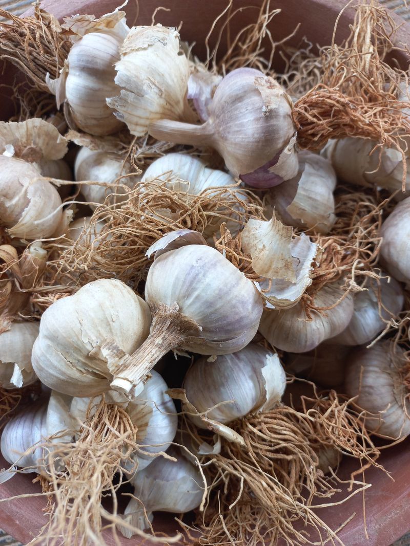 박린님의 장터 판매 상품 [홍산마늘 단구(도야)] 첨부 사진