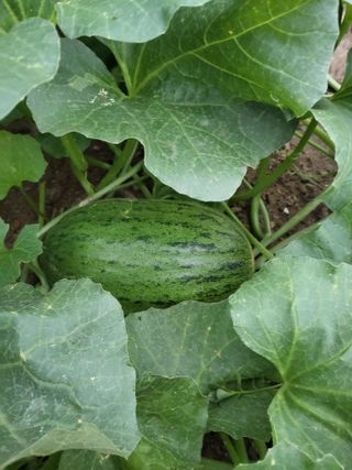 김진원님의 농사, 무엇이든 물어보세요! · 참여글 작성글 사진