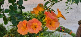 달맛햇복숭아농원님의 자유주제 · 사진전 작성글 사진