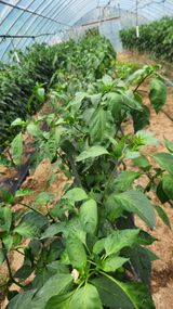 팜모닝 농사, 무엇이든 물어보세요!·참여글 게시글 이미지