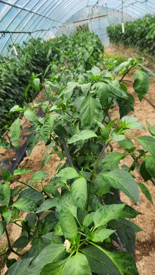 치악산골농부님의 농사, 무엇이든 물어보세요! · 참여글 작성글 사진