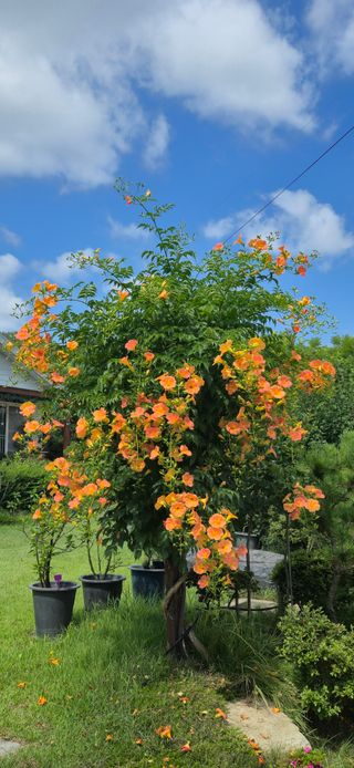 달맛햇복숭아농원님의 자유주제 · 사진전 작성글 사진