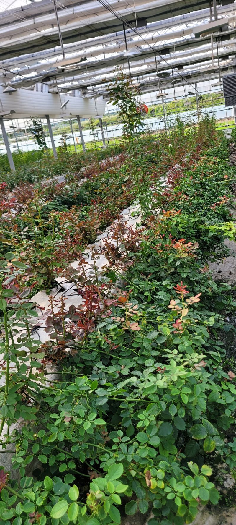 사랑꽃농장님의 장터 판매 상품 [예쁜 장미묘1종4개 ] 첨부 사진