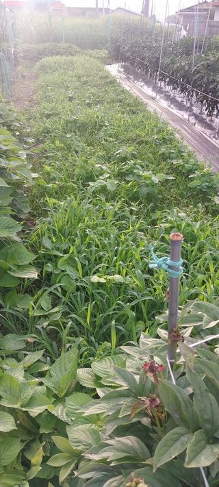 주말 텃밭 농부님의 자유주제 · 자유게시판 작성글 사진