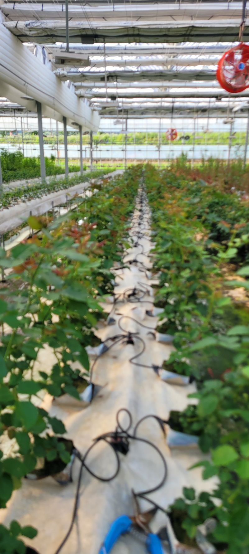 사랑꽃농장님의 장터 판매 상품 [예쁜 장미묘1종4개 ] 첨부 사진