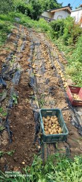 팜모닝 자유주제·자유게시판 게시글 이미지