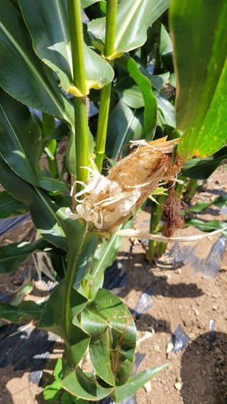 최병서님의 농사, 무엇이든 물어보세요! · 참여글 작성글 사진