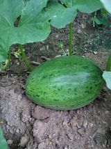 팜모닝 농사, 무엇이든 물어보세요!·참여글 게시글 이미지