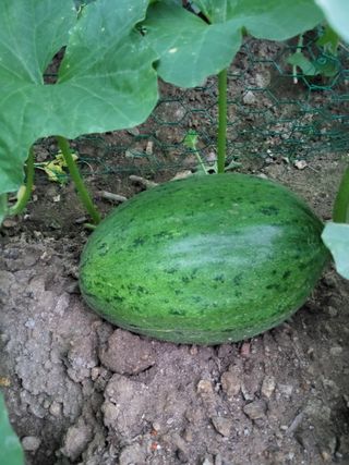 김진원님의 농사, 무엇이든 물어보세요! · 참여글 작성글 사진