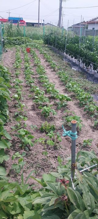 주말 텃밭 농부님의 자유주제 · 자유게시판 작성글 사진