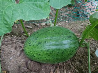 김진원님의 농사, 무엇이든 물어보세요! · 참여글 작성글 사진