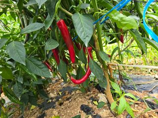 고추농사 정 미라님의 자유주제 · 자유게시판 작성글 사진