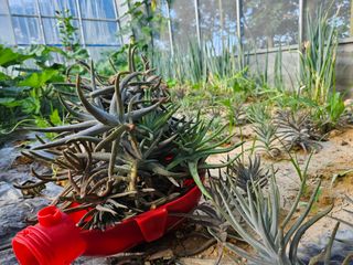 보리수치유농장님의 자유주제 · 자유게시판 작성글 사진