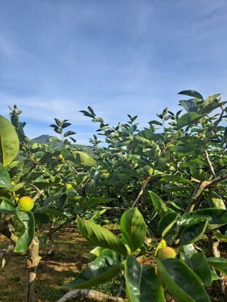 농촌사랑님의 자유주제 · 자유게시판 작성글 사진