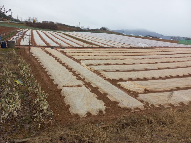 장터 상품 [홍산마늘 단구(도야)] 썸네일