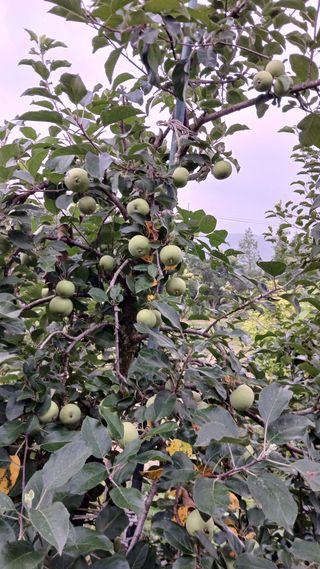 초보텃밭님의 자유주제 · 자유게시판 작성글 사진