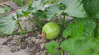 MSG0074님의 자유주제 · 자유게시판 작성글 사진